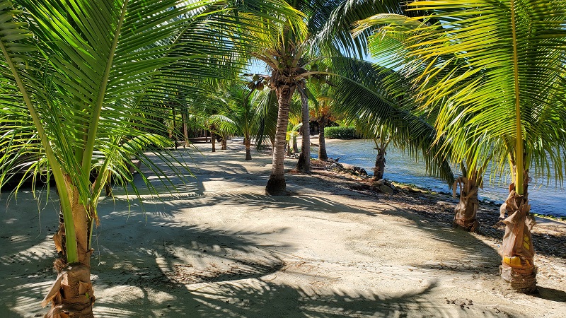 Coral-Views-Beach-with-coconut-trees-for-shade