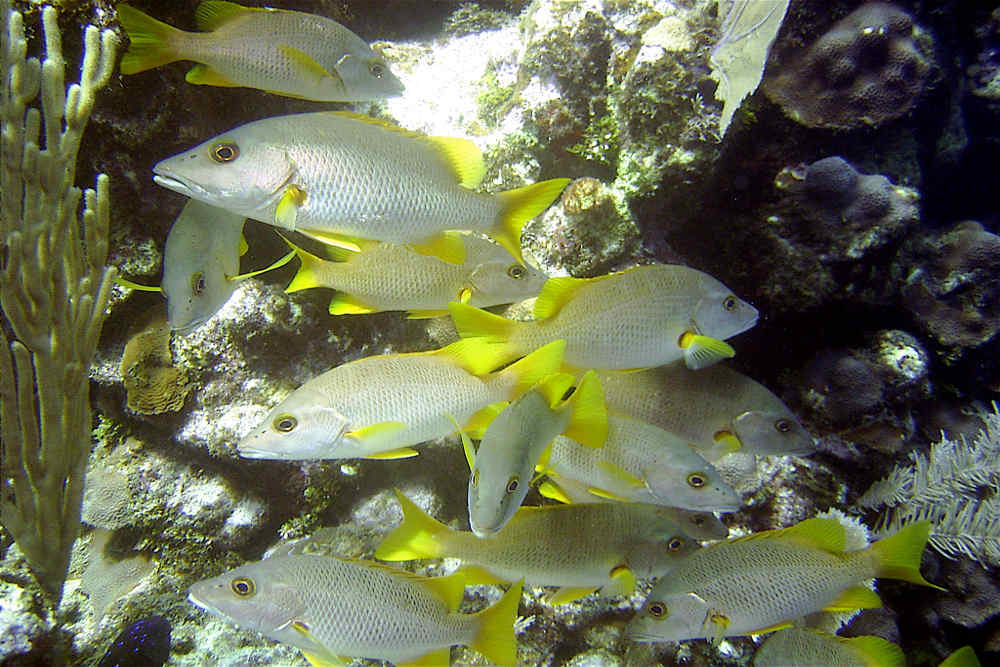fish-21