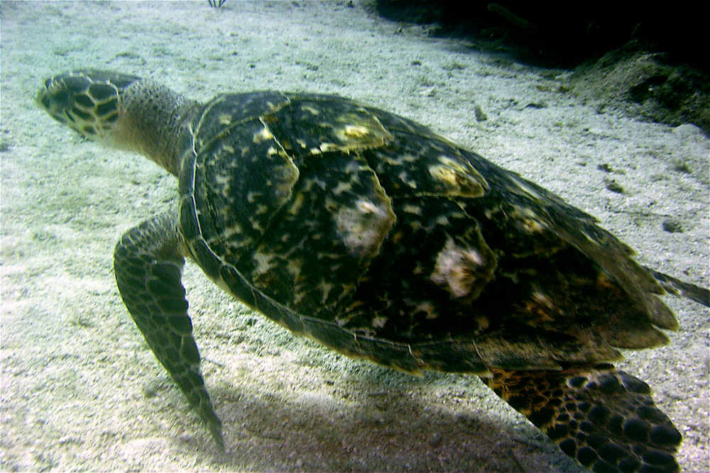 turtle-23
